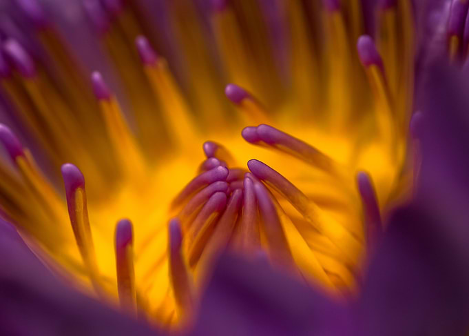 Waterlily 1