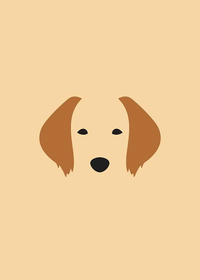 Golden Retriever dog