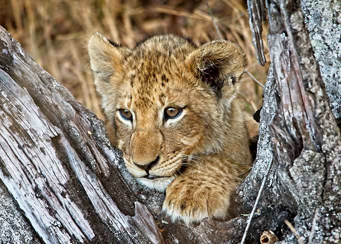 Lion Cub
