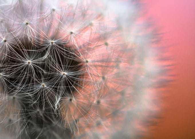 Dandelion 1
