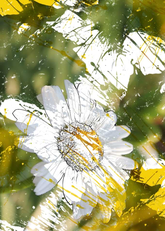 Chamomile