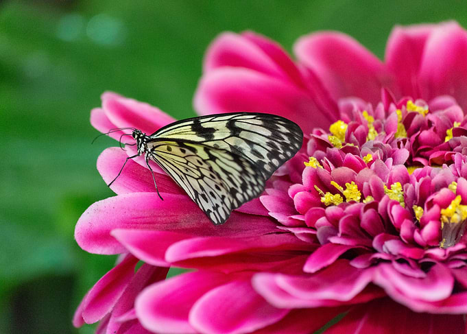 A lovely butterfly