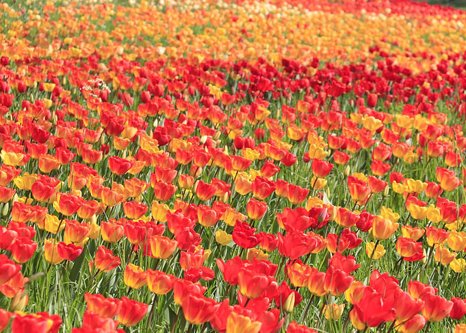 Spring Tulips Field