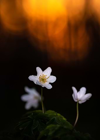 Sunset flowers