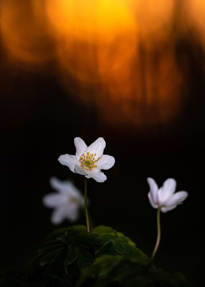 Sunset flowers