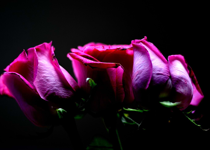 Dark Rose