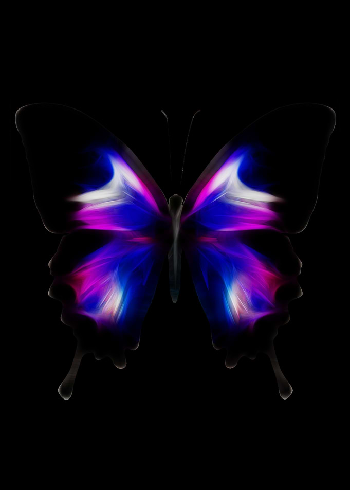 butterfly