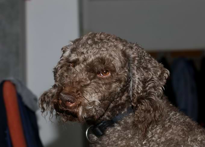 Lagotto Romagnolo nose