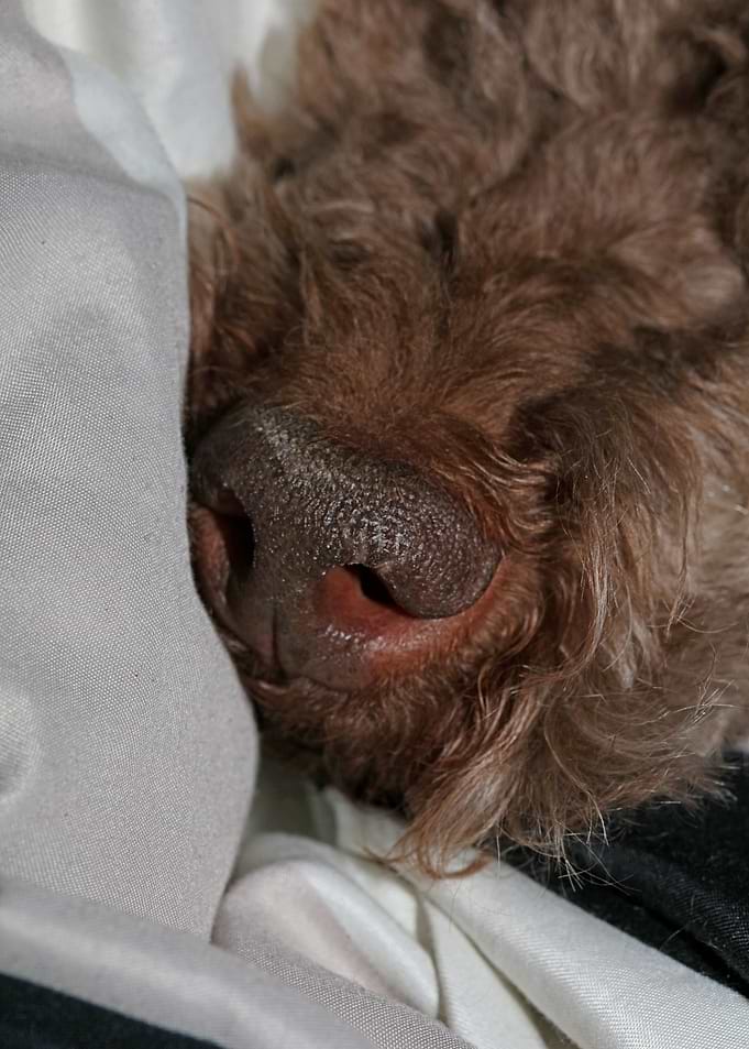 Lagotto romagnolo face
