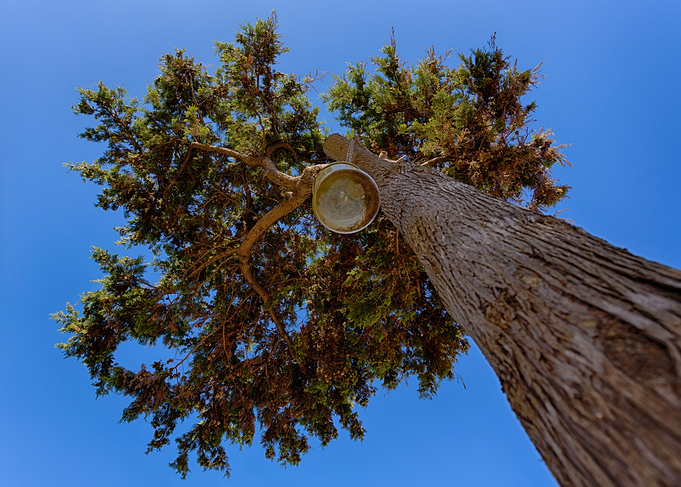 Just a tree