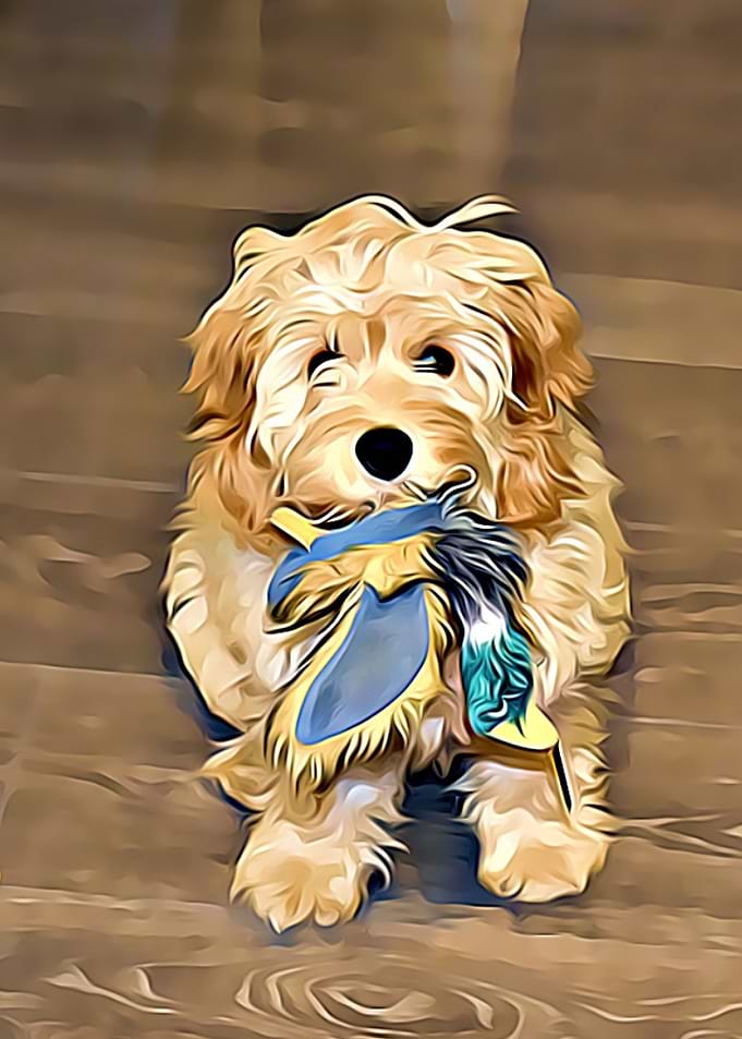 Puppy Holding Toy