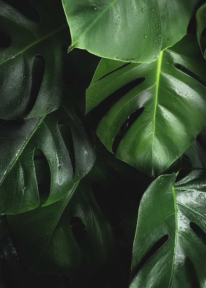Leaves with Waterdrop