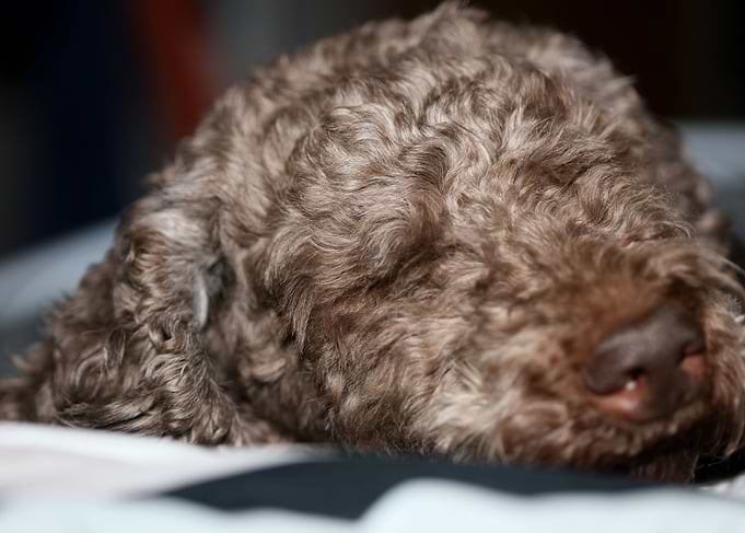 Lagotto romagnolo face