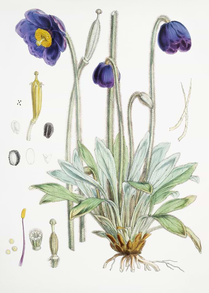 Blue Poppy