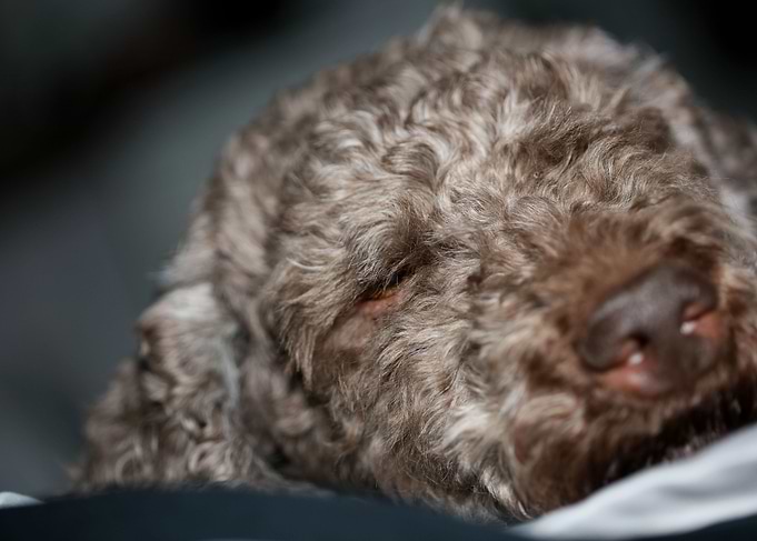 Lagotto romagnolo face
