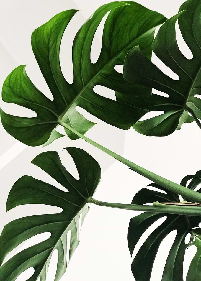 Big tropical leaves plants