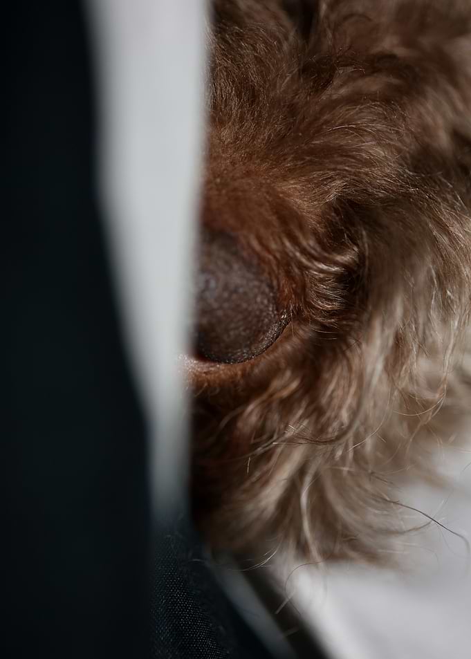 Lagotto romagnolo face