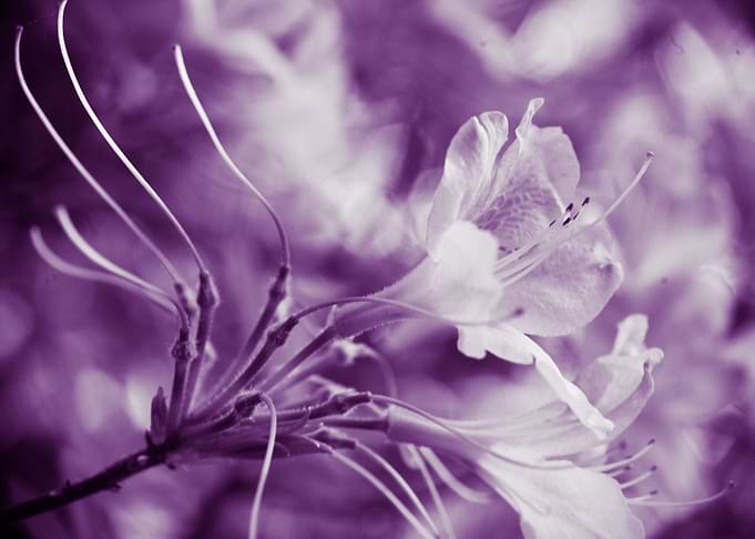 Duotone flower