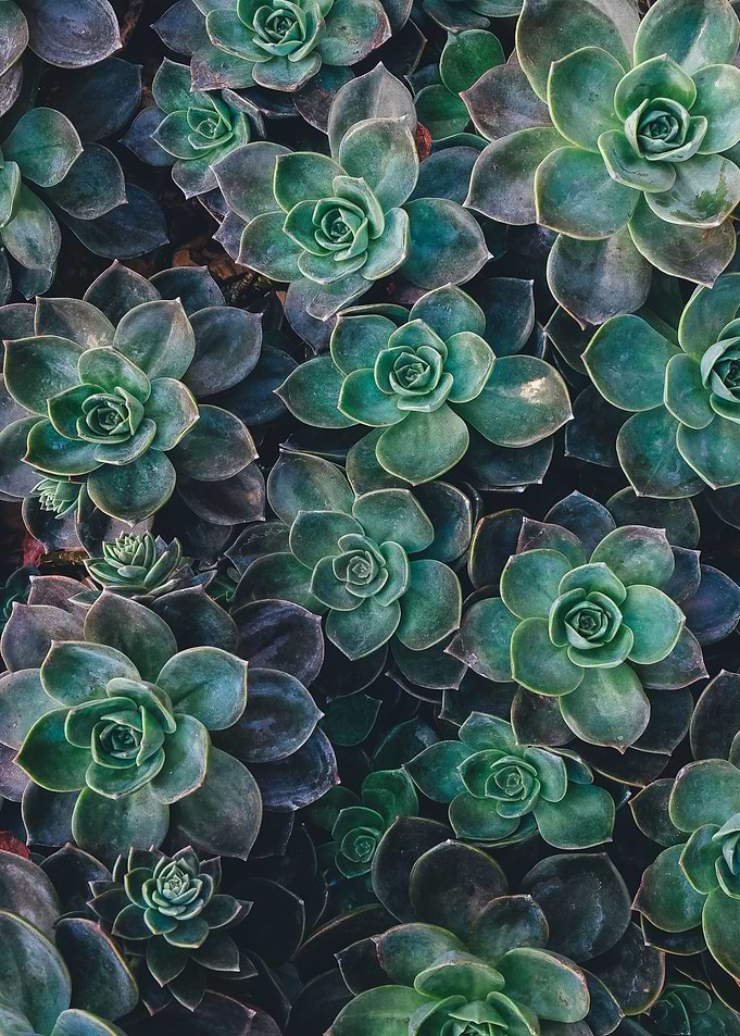 Beautiful green flowers