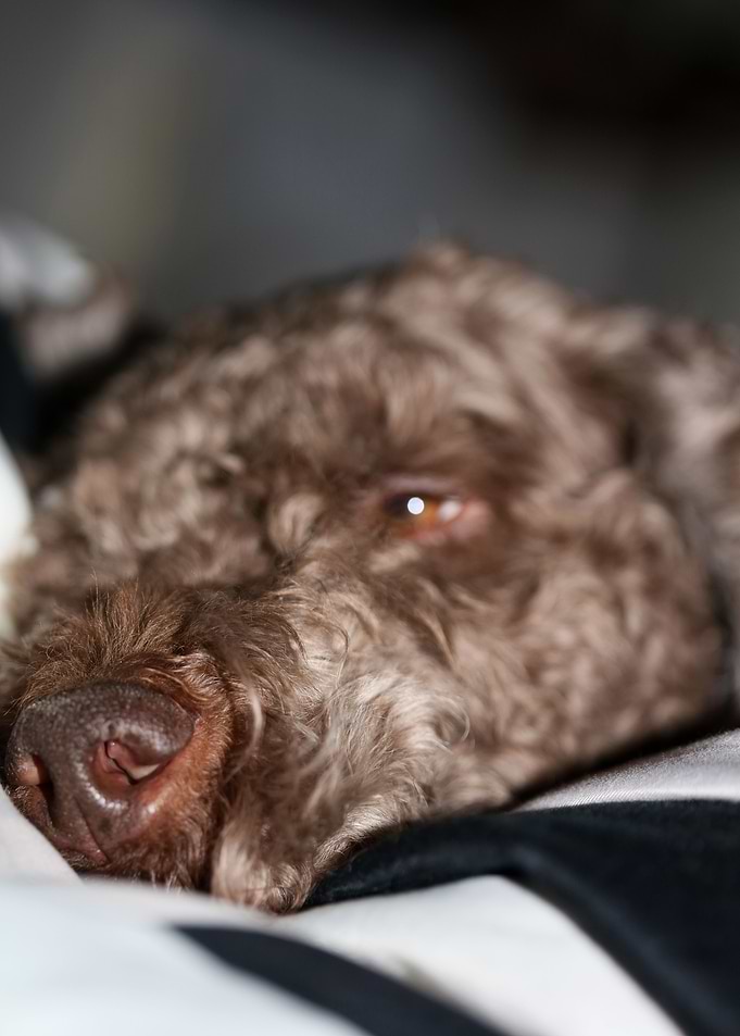 Lagotto romagnolo face