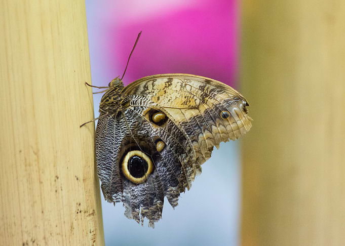 A lovely butterfly