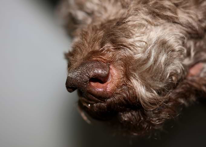 Lagotto romagnolo portrait