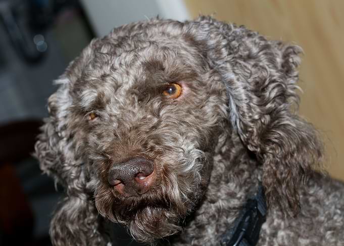 Lagotto Romagnolo nose
