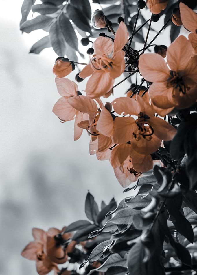 Beauty of Blossoms