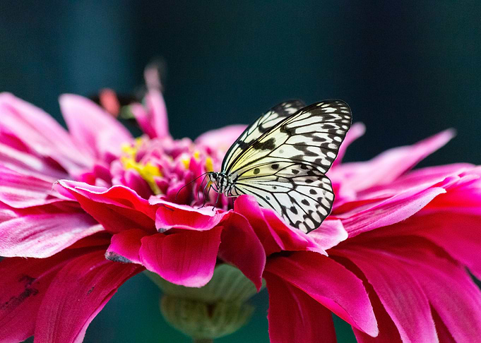A lovely butterfly