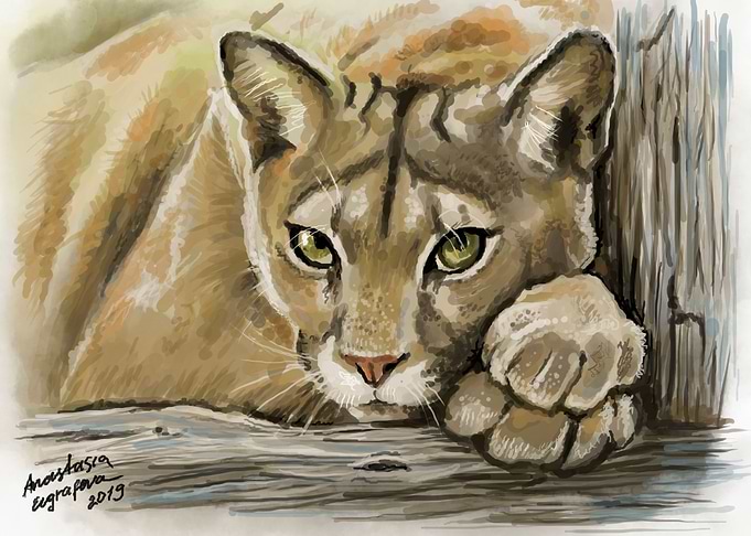 Puma