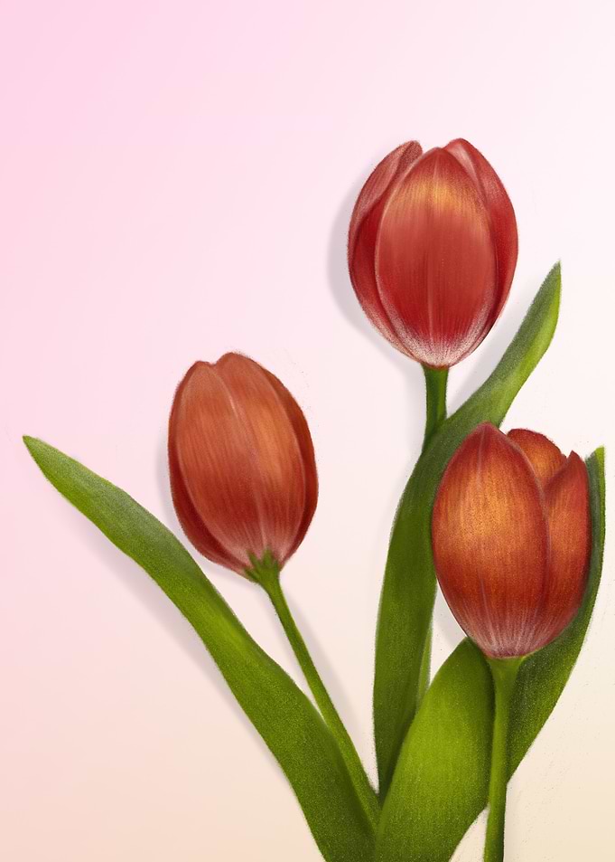 Tulipes Flowers plants