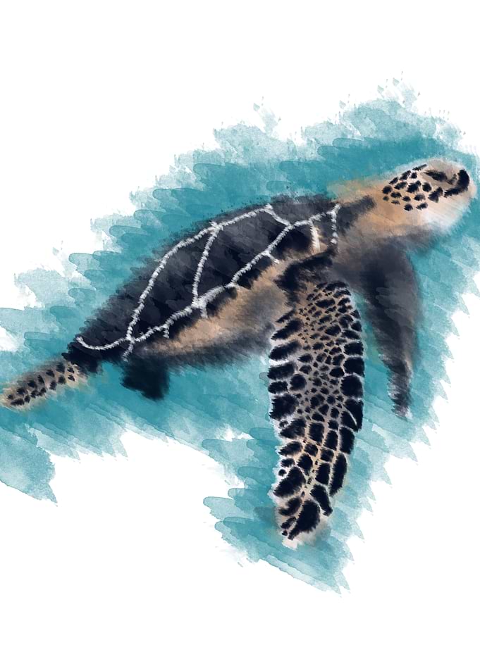 turtle