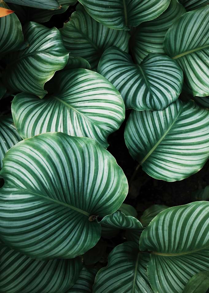 Tropical leaves Plants