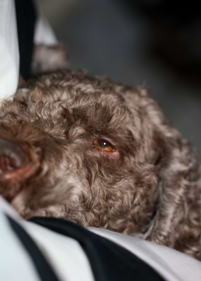 Lagotto romagnolo face