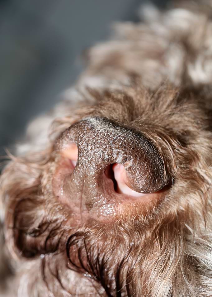 Lagotto Romagnolo nose