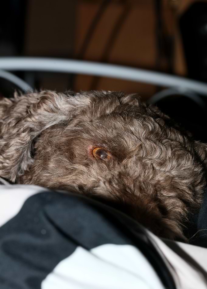 Lagotto Romagnolo nose