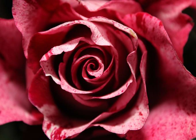 Romantic Pink Rose