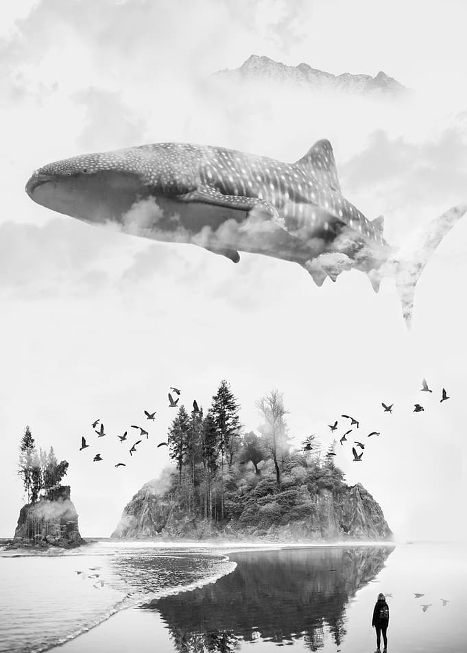 Whaleshark island