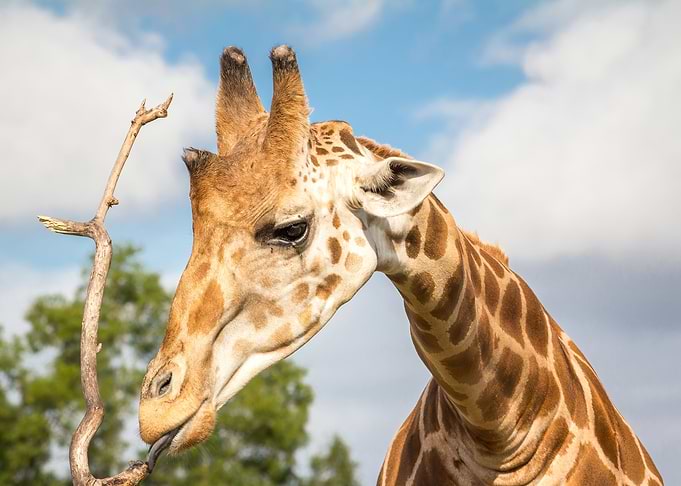 Giraffe
