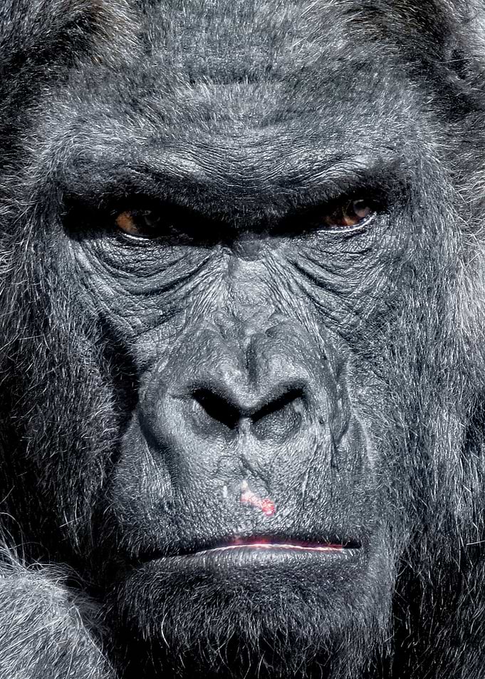 Gorilla Portrait