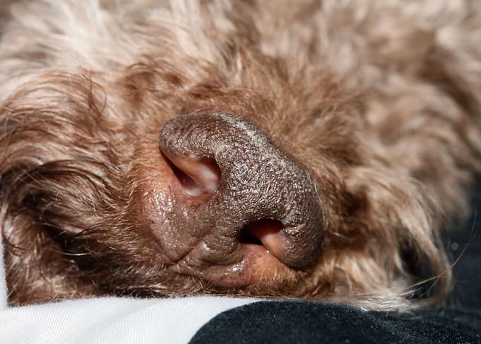 Lagotto romagnolo face
