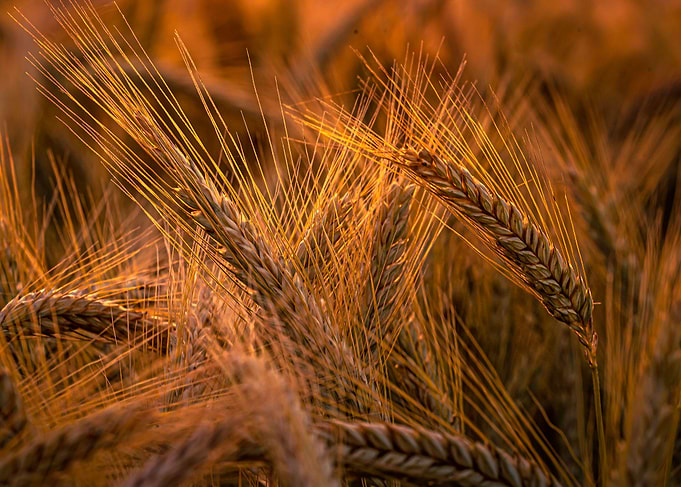 Triticale