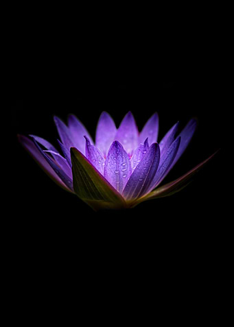 Waterlily