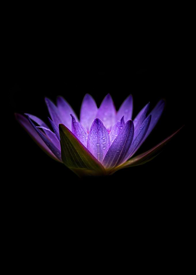 Waterlily