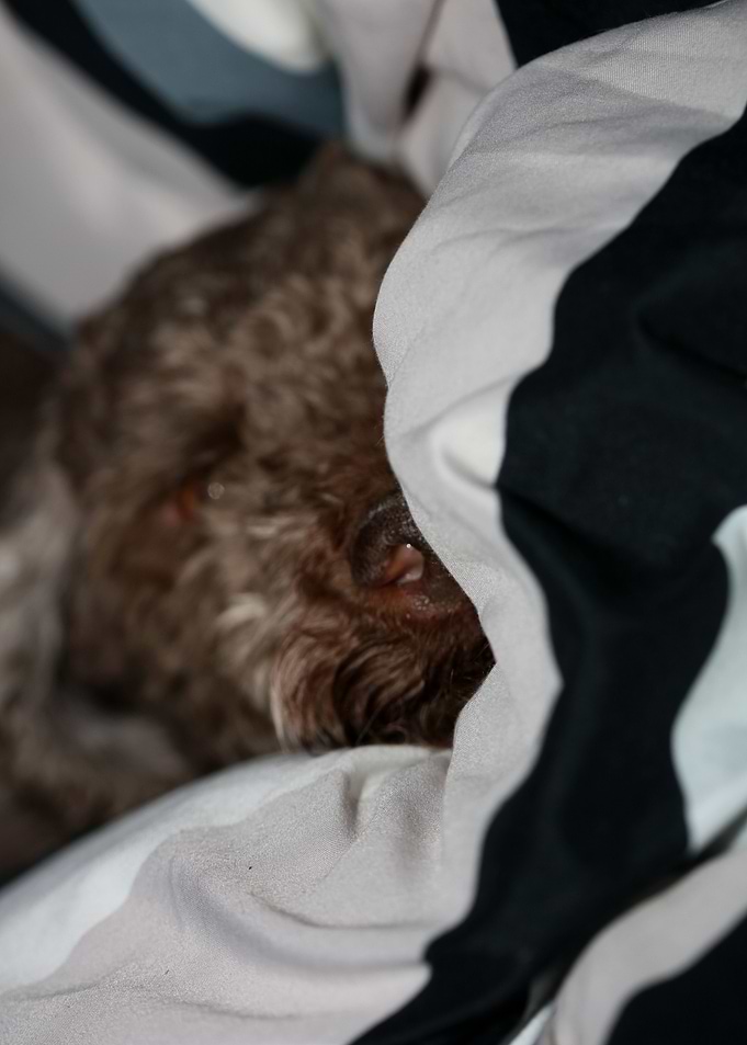 Lagotto romagnolo portrait