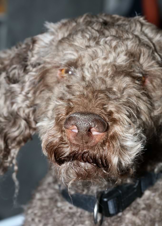 Lagotto romagnolo face