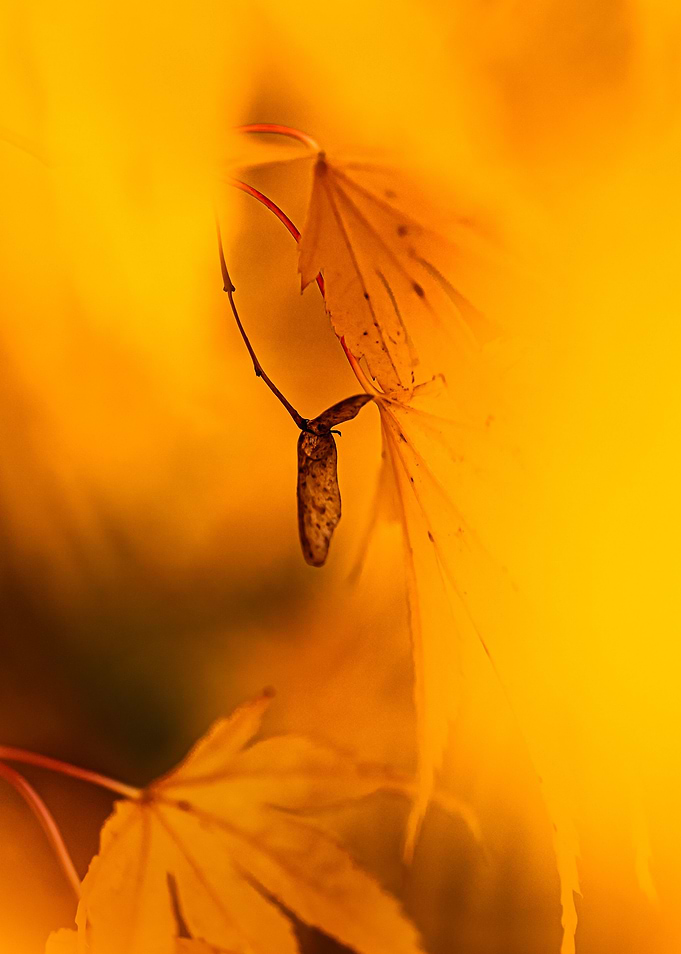 Autumn maple