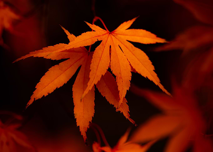 Setting leaves