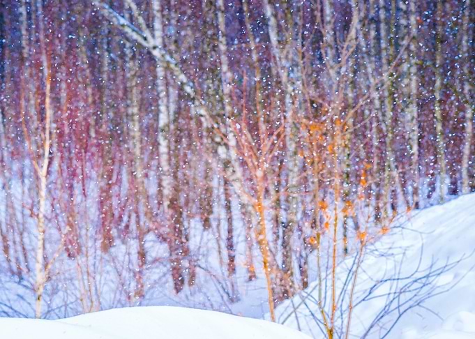 Snowfall In The Forest