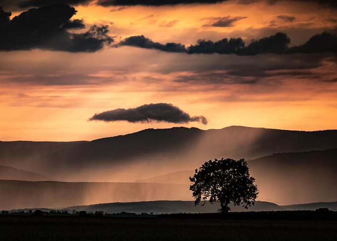Sunset tree